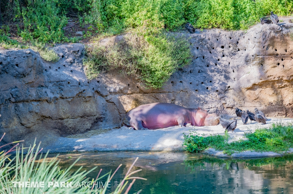 Kilimanjaro Safaris at Disney's Hollywood Studios