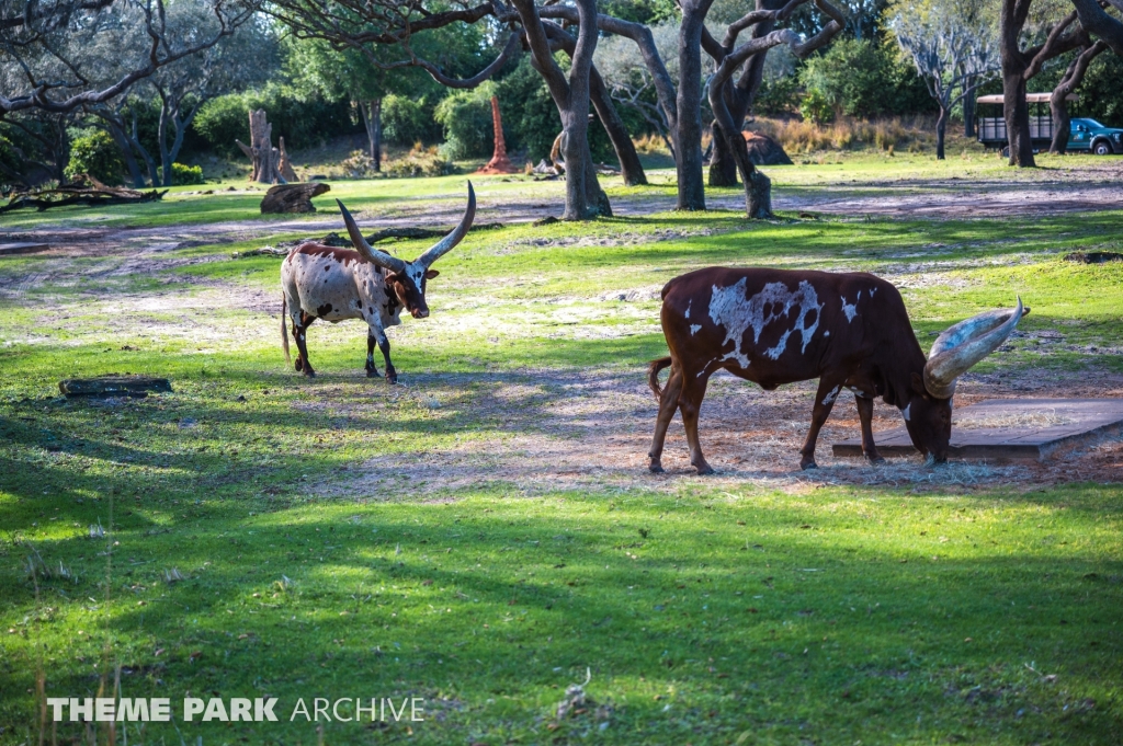 Kilimanjaro Safaris at Disney's Hollywood Studios