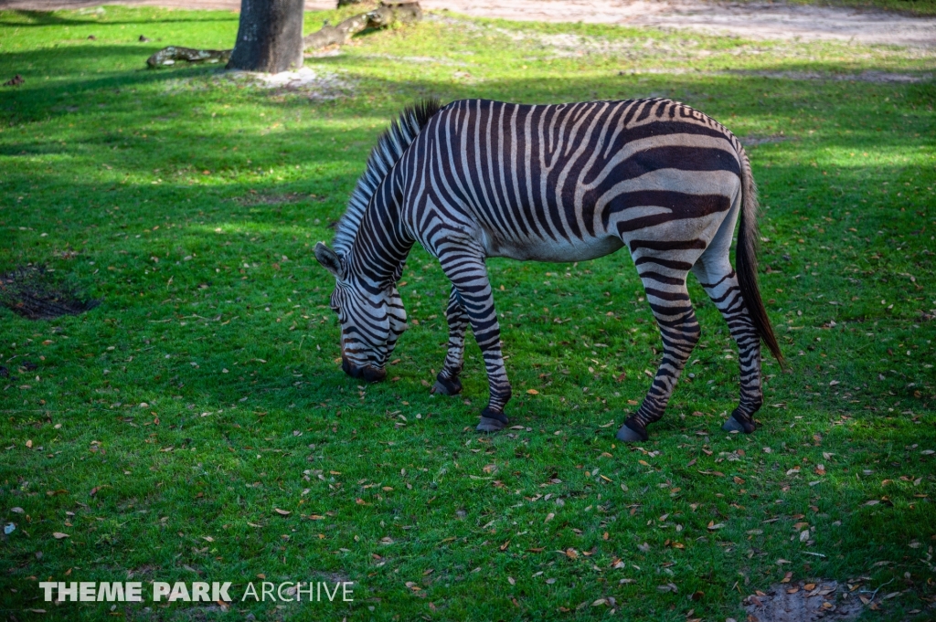 Kilimanjaro Safaris at Disney's Hollywood Studios