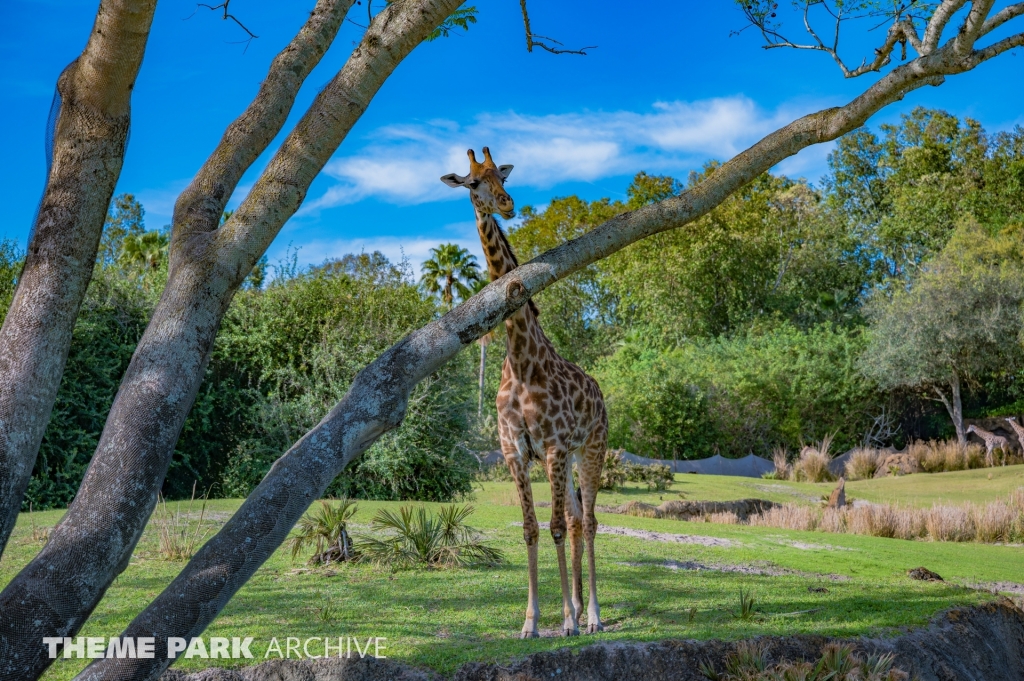 Kilimanjaro Safaris at Disney's Hollywood Studios