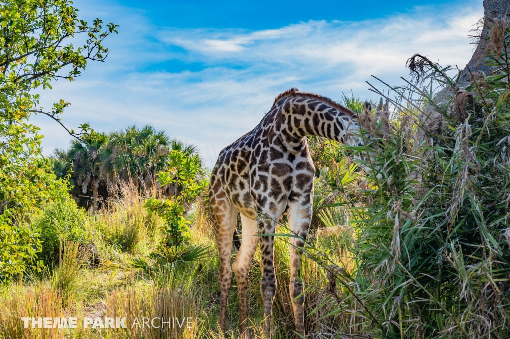 Kilimanjaro Safaris at Disney's Hollywood Studios