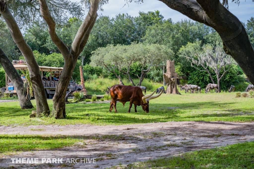 Kilimanjaro Safaris at Disney's Animal Kingdom