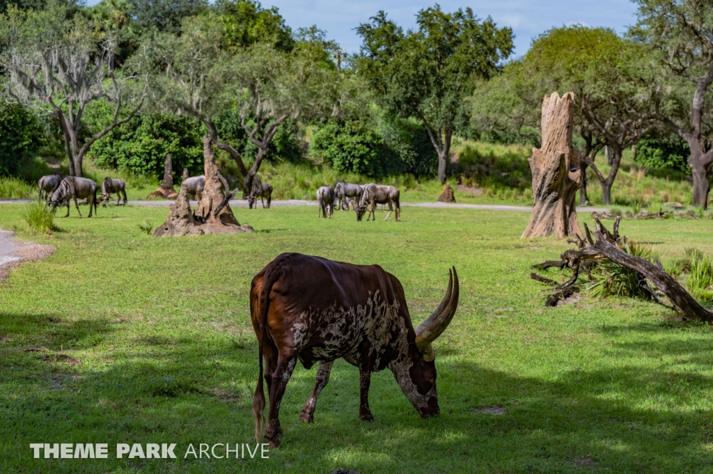 Kilimanjaro Safaris at Disney's Animal Kingdom