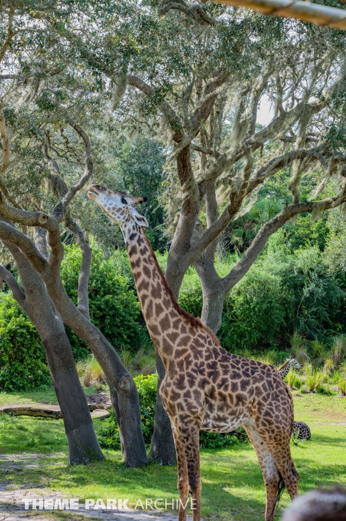 Kilimanjaro Safaris at Disney's Animal Kingdom