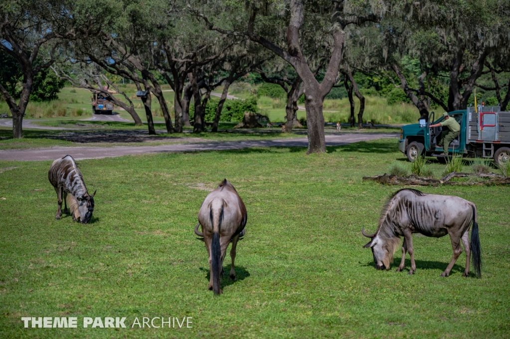 Kilimanjaro Safaris at Disney's Animal Kingdom