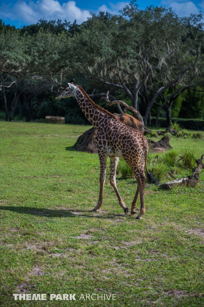 Kilimanjaro Safaris at Disney's Animal Kingdom