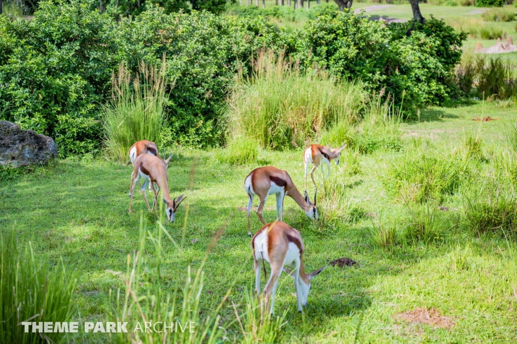 Kilimanjaro Safaris at Disney's Animal Kingdom