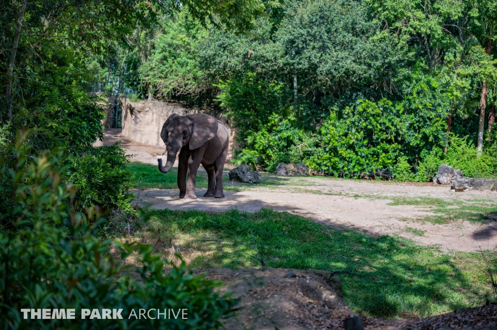 Kilimanjaro Safaris at Disney's Animal Kingdom