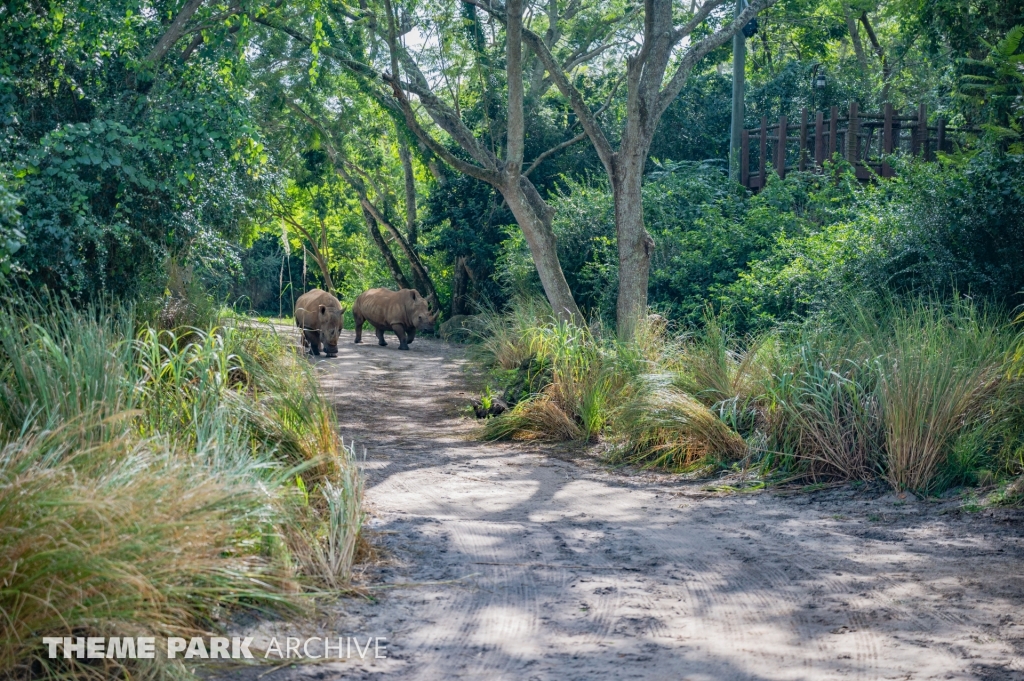 Kilimanjaro Safaris at Disney's Animal Kingdom