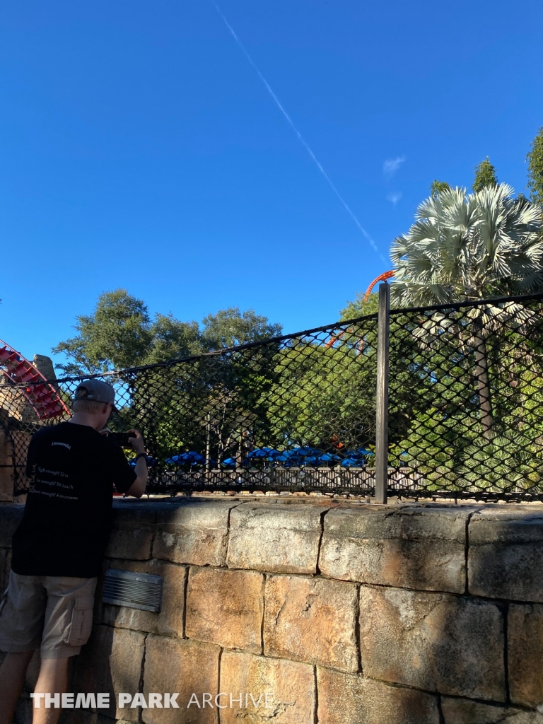 Sheikra at Busch Gardens Tampa