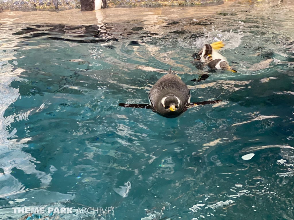 Antarctica Empire of the Penguin at SeaWorld Orlando