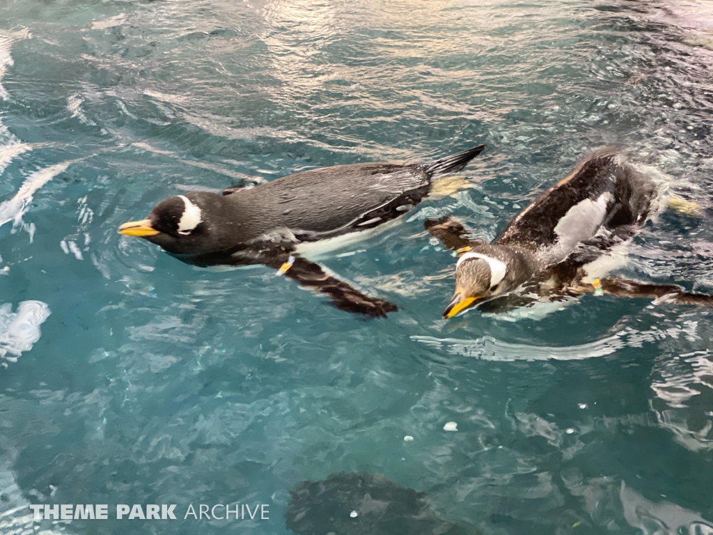 Antarctica Empire of the Penguin at SeaWorld Orlando