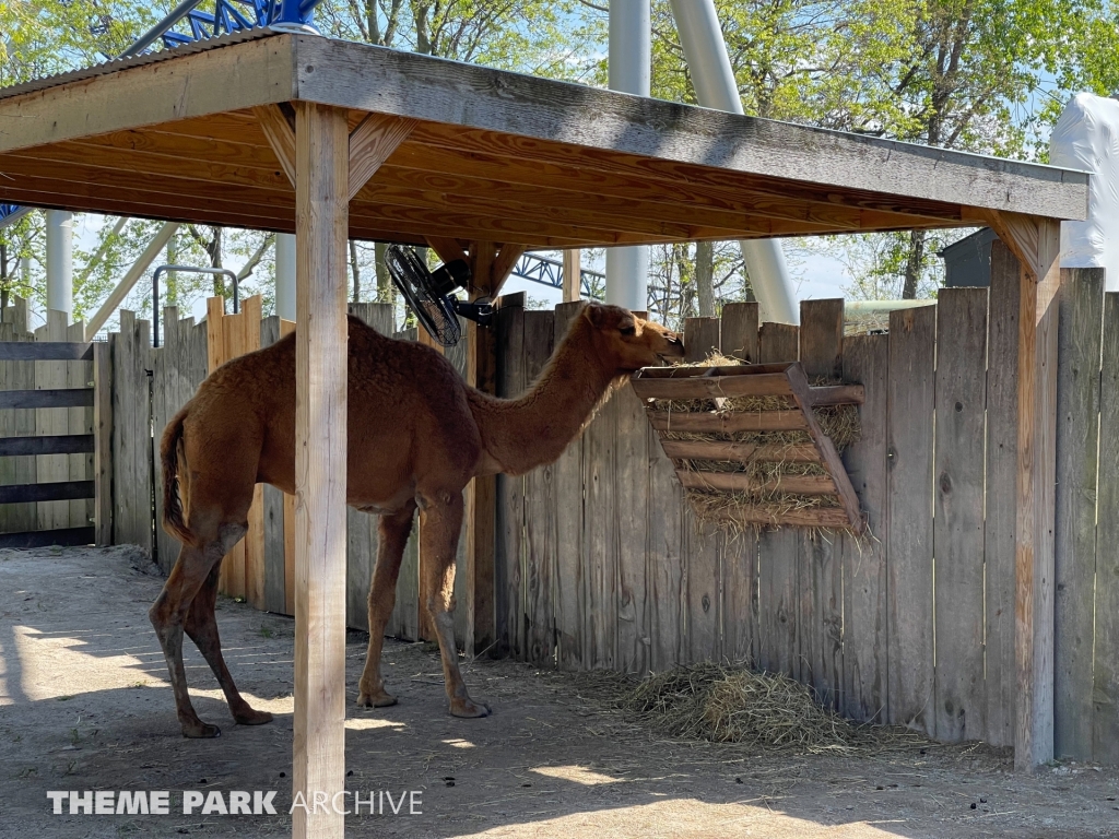 The Barnyard at Cedar Point