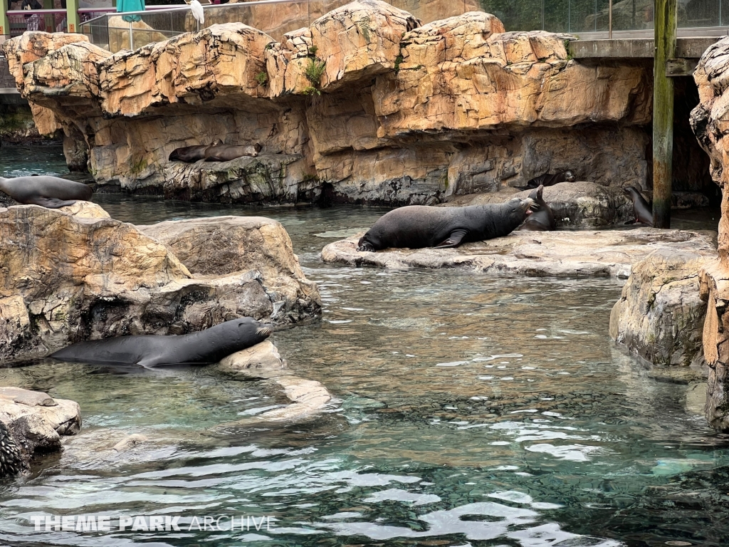 Pacific Point Preserve at SeaWorld Orlando