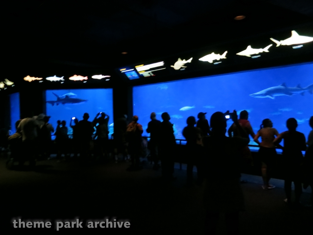 Sharks   The Coral Reef at SeaWorld San Antonio