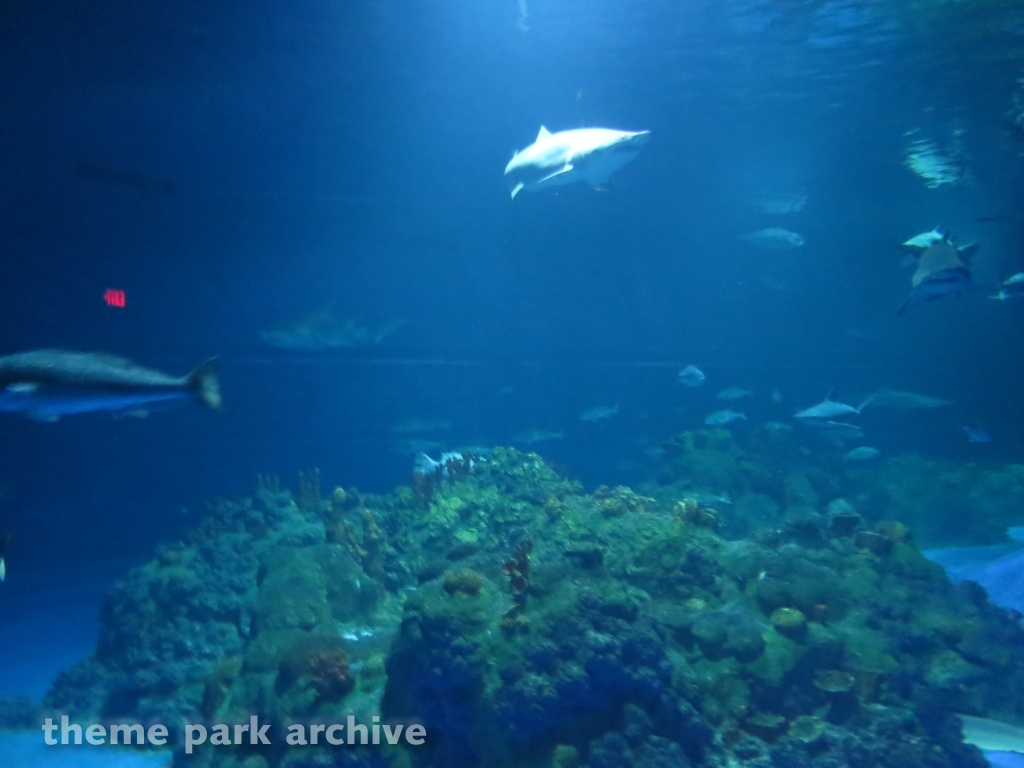 Sharks   The Coral Reef at SeaWorld San Antonio