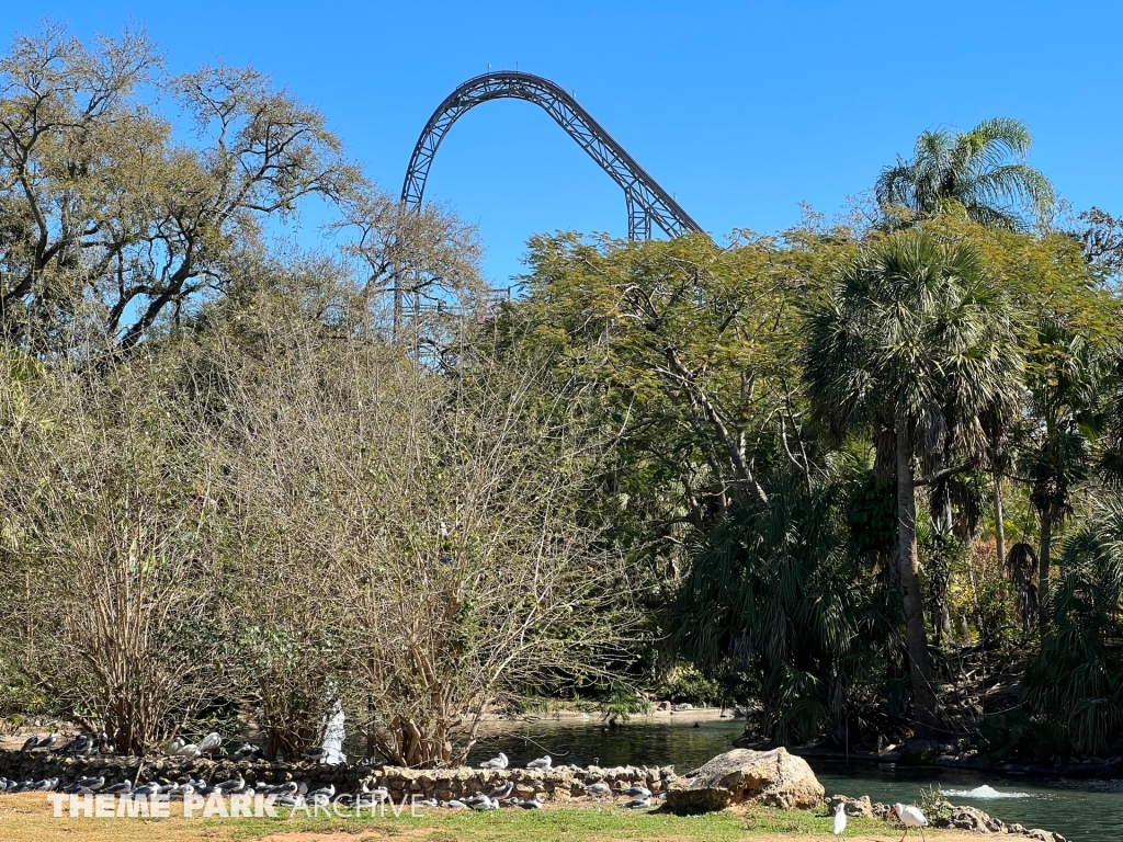 Iron Gwazi at Busch Gardens Tampa