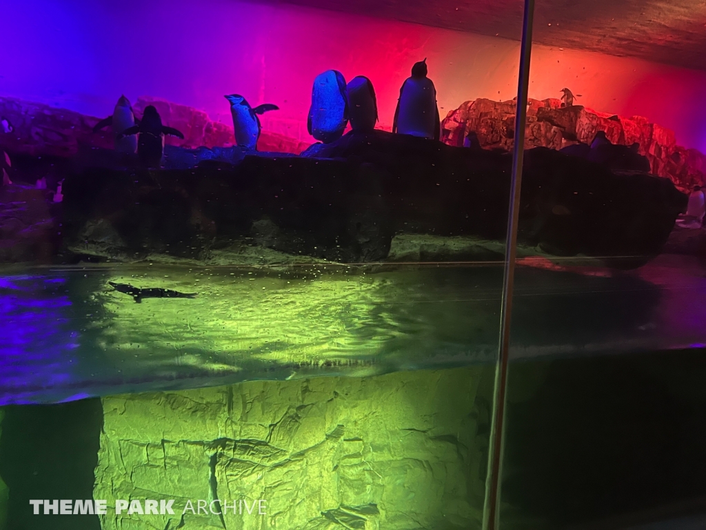 Penguin Encounter at SeaWorld San Antonio