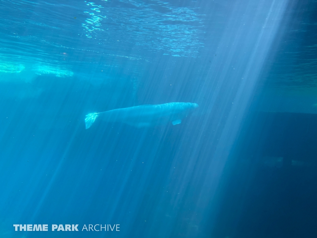 Wild Arctic at SeaWorld San Diego