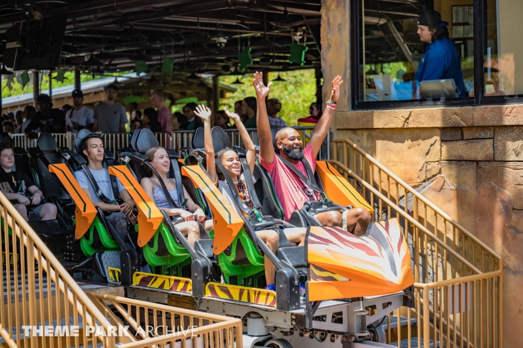 Tigris at Busch Gardens Tampa