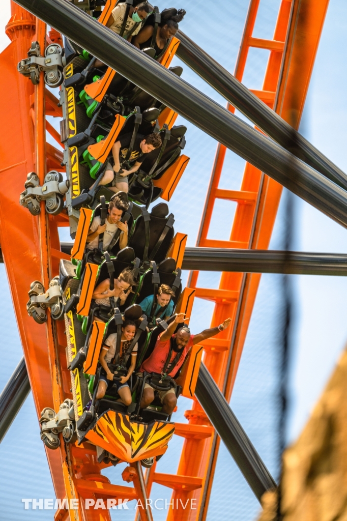 Tigris at Busch Gardens Tampa