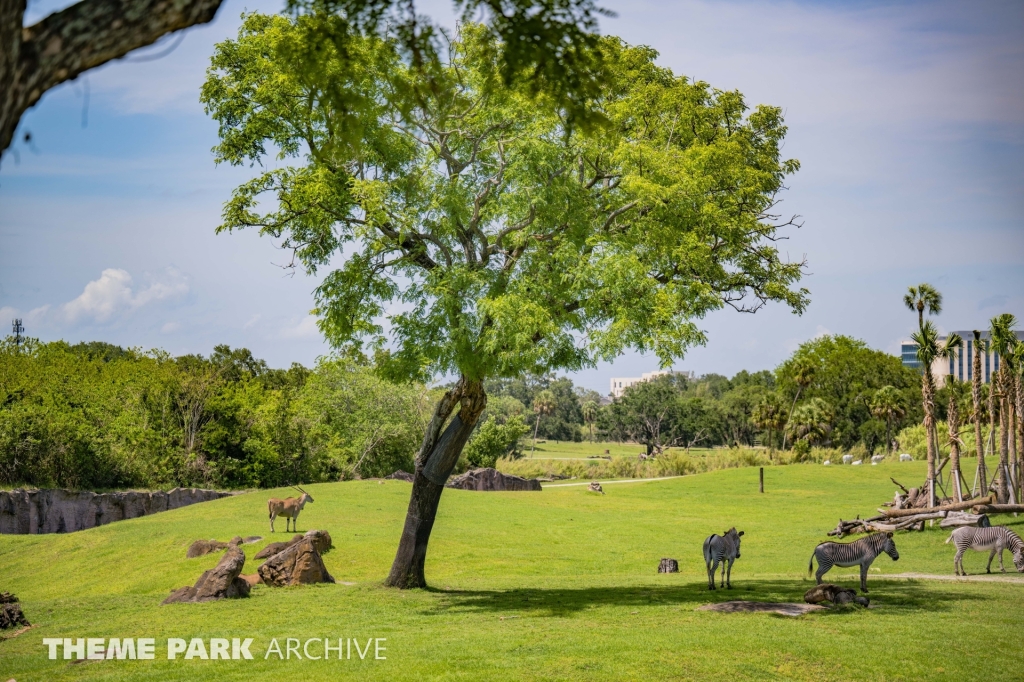 Serengeti Plain at Busch Gardens Tampa