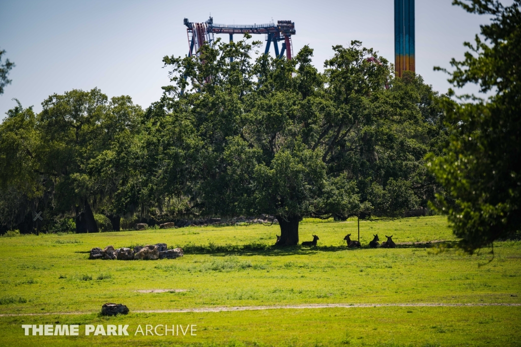 Serengeti Plain at Busch Gardens Tampa