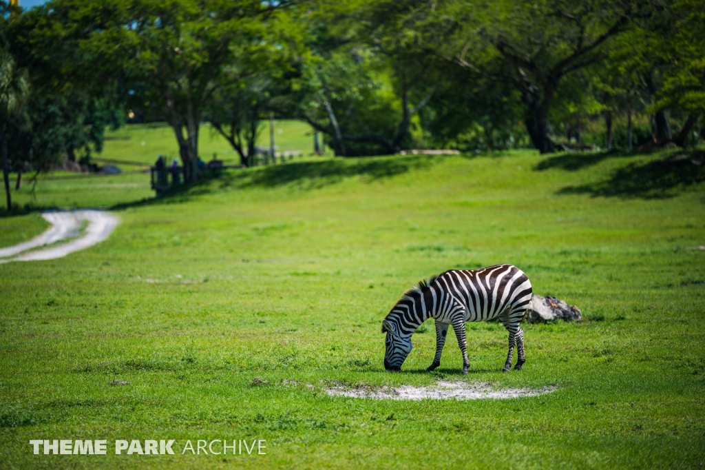 Serengeti Plain at Busch Gardens Tampa