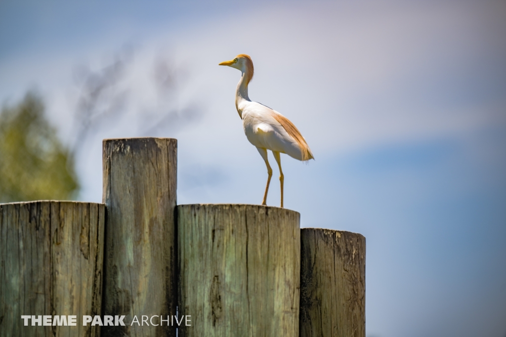 Serengeti Plain at Busch Gardens Tampa