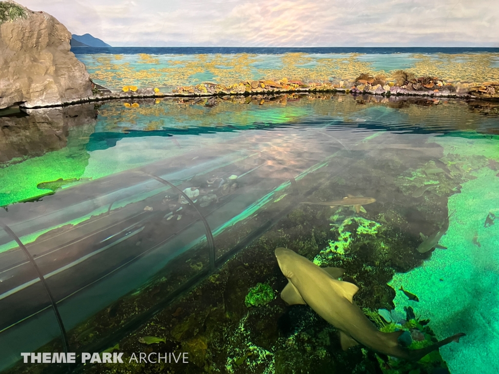 Shark Encounter at SeaWorld San Diego