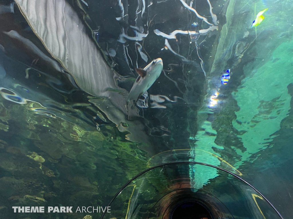 Sharks at Six Flags Discovery Kingdom