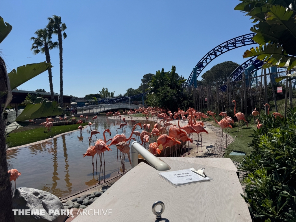 Flamingos at SeaWorld San Diego