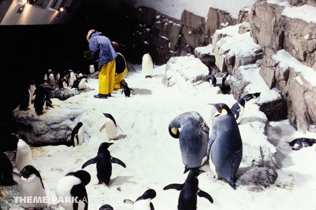 Penguin Encounter at SeaWorld Ohio