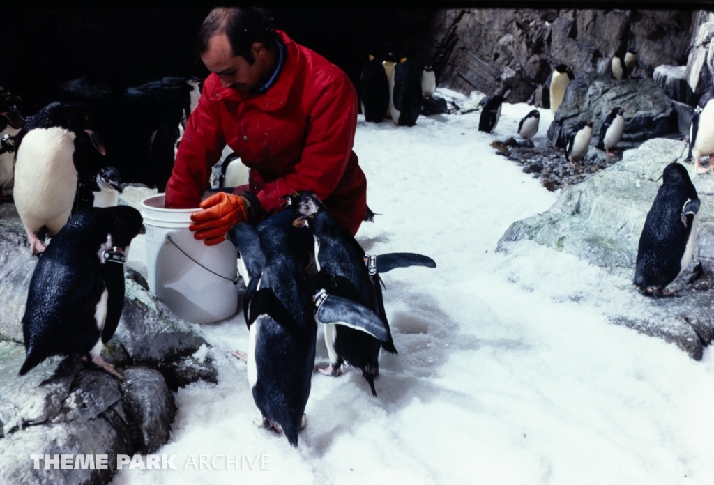 Penguin Encounter at SeaWorld Ohio