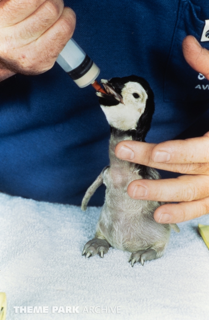 Penguin Encounter at SeaWorld Ohio