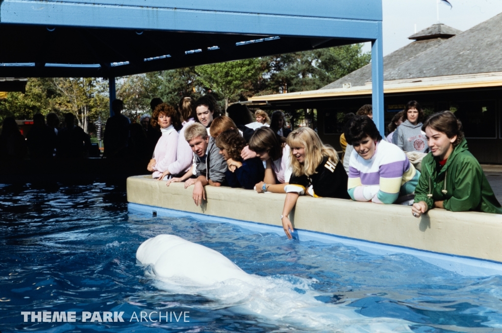 Whale and Dolphin Petting Pool at SeaWorld Ohio