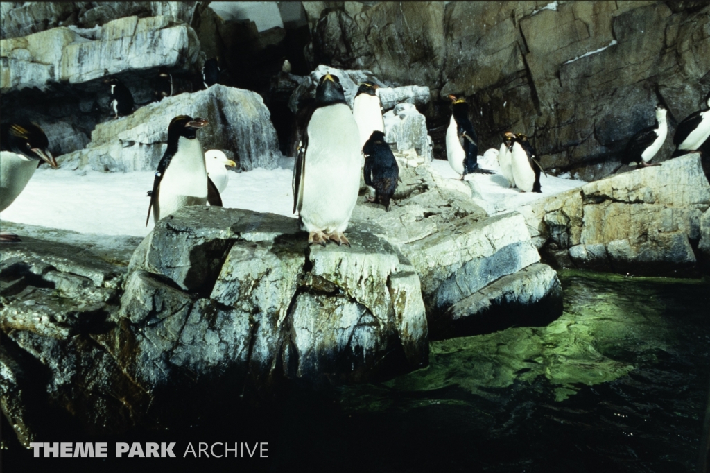 Penguin Encounter at SeaWorld Ohio