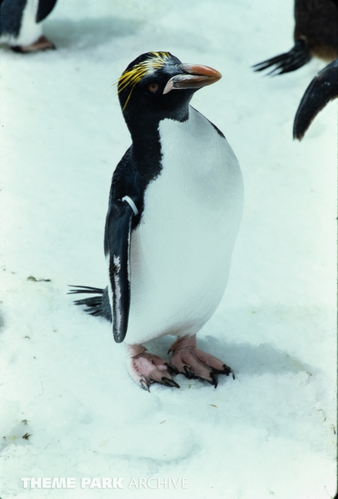 Penguin Encounter at SeaWorld Ohio