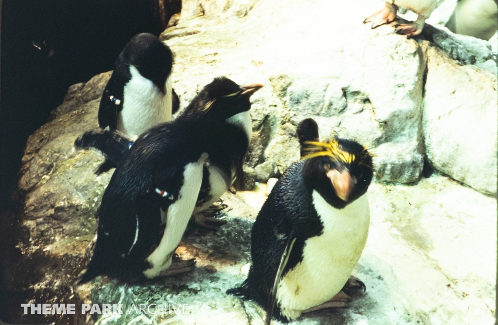 Penguin Encounter at SeaWorld Ohio