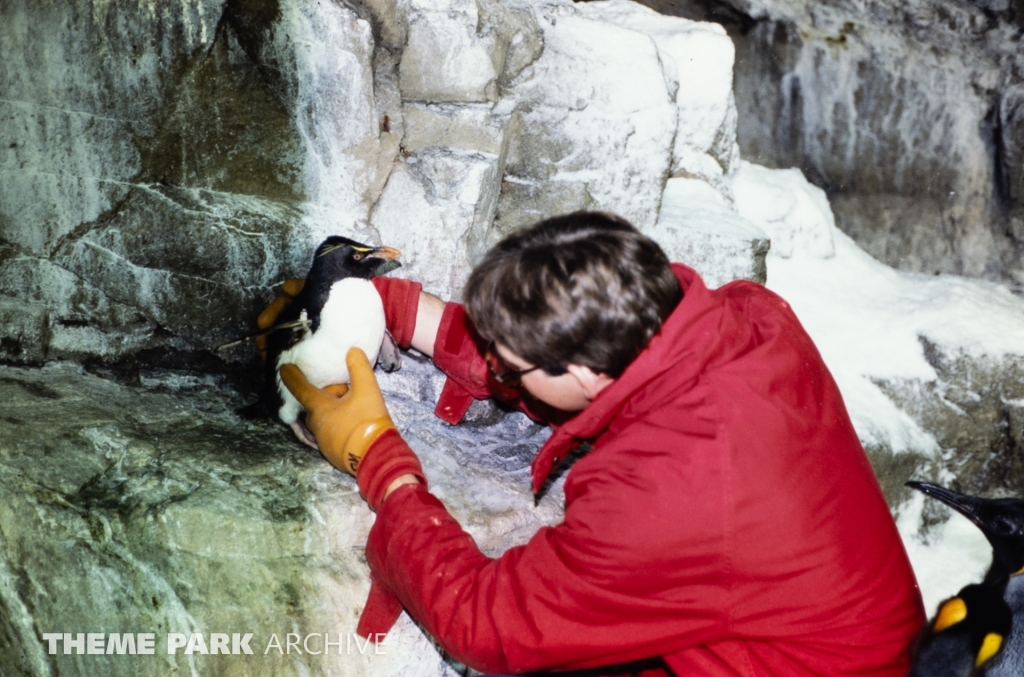 Penguin Encounter at SeaWorld Ohio