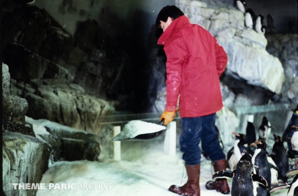 Penguin Encounter at SeaWorld Ohio