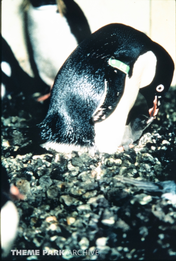 Penguin Encounter at SeaWorld Ohio