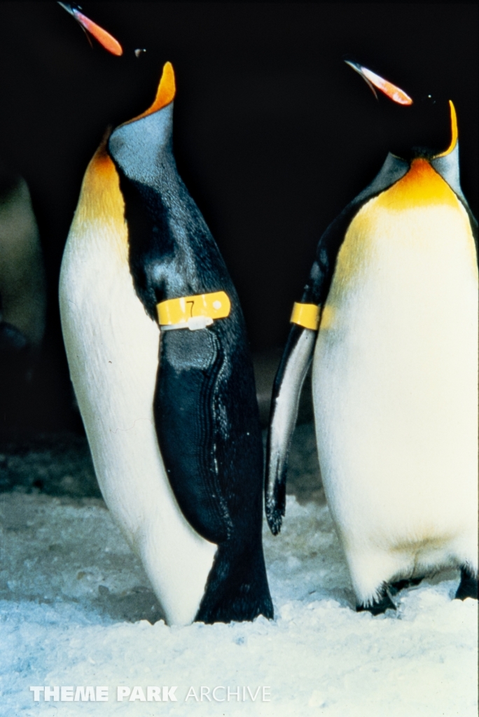 Penguin Encounter at SeaWorld Ohio