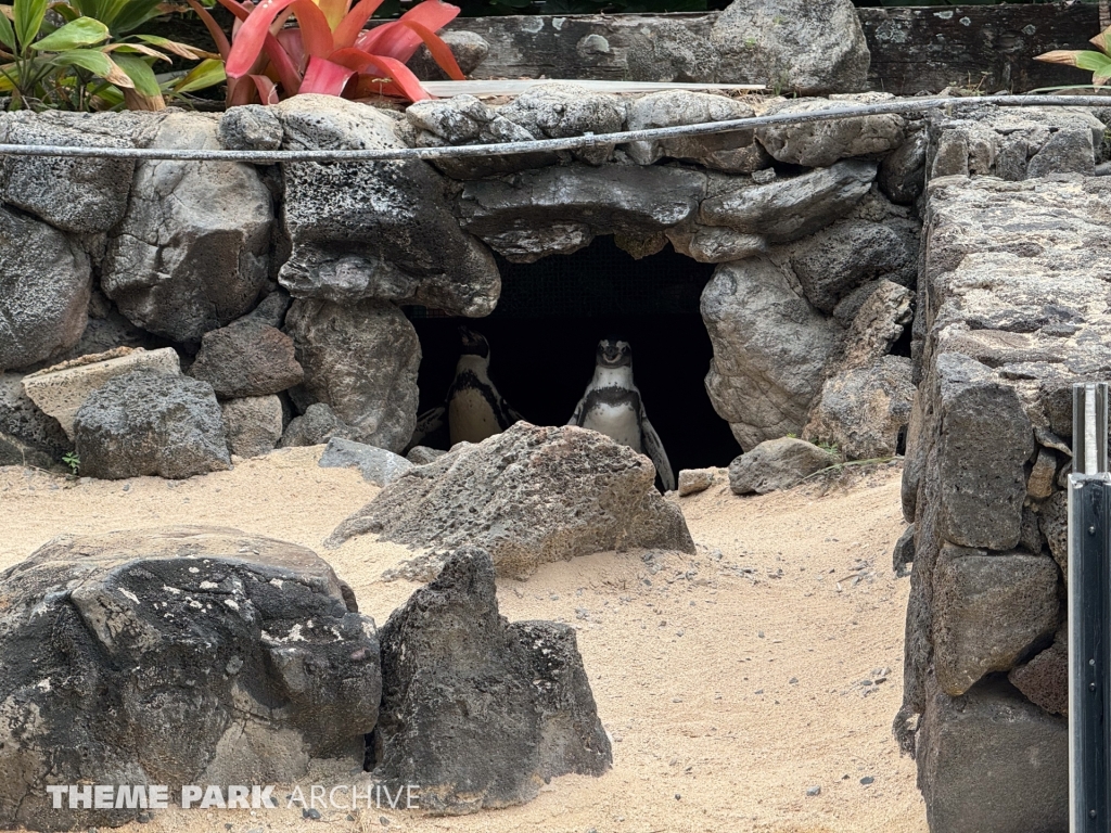 Penguin Habitat at Sea Life Park Hawaii