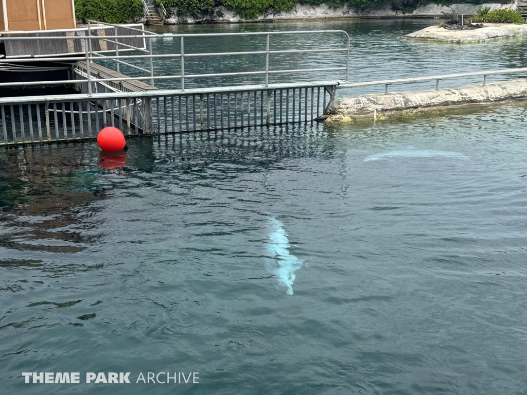 Dolphin Lagoon at Sea Life Park Hawaii