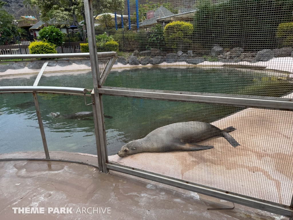 California Sea Lion Habitat at Sea Life Park Hawaii