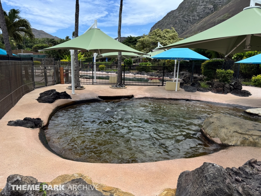 California Sea Lion Habitat at Sea Life Park Hawaii