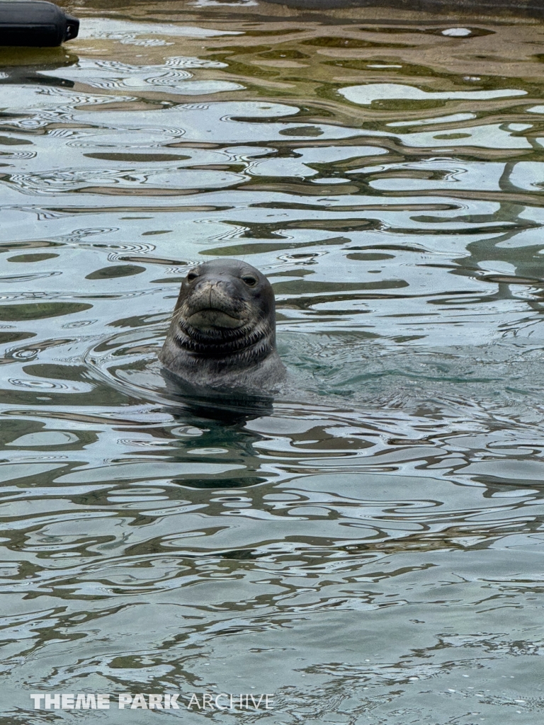 Hawaiian Monk Seal Habitat at Sea Life Park Hawaii