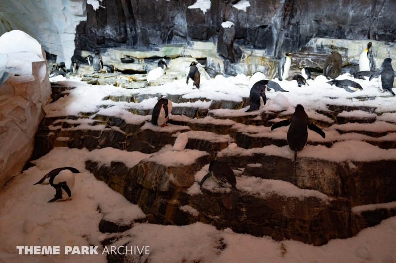 Antarctica Empire of the Penguin at SeaWorld Orlando