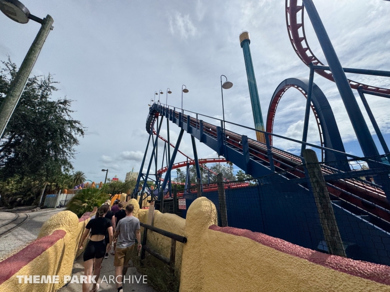 Scorpion at Busch Gardens Tampa